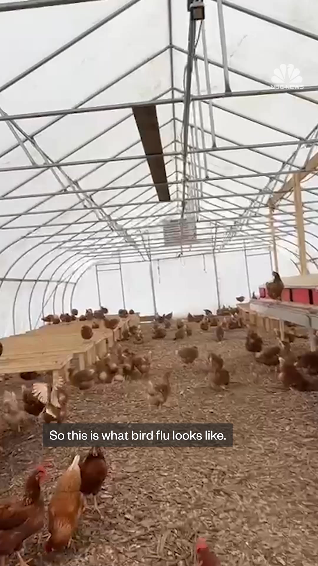 This farm had 3,000 hens laying eggs — and then bird flu struck. NBC ...