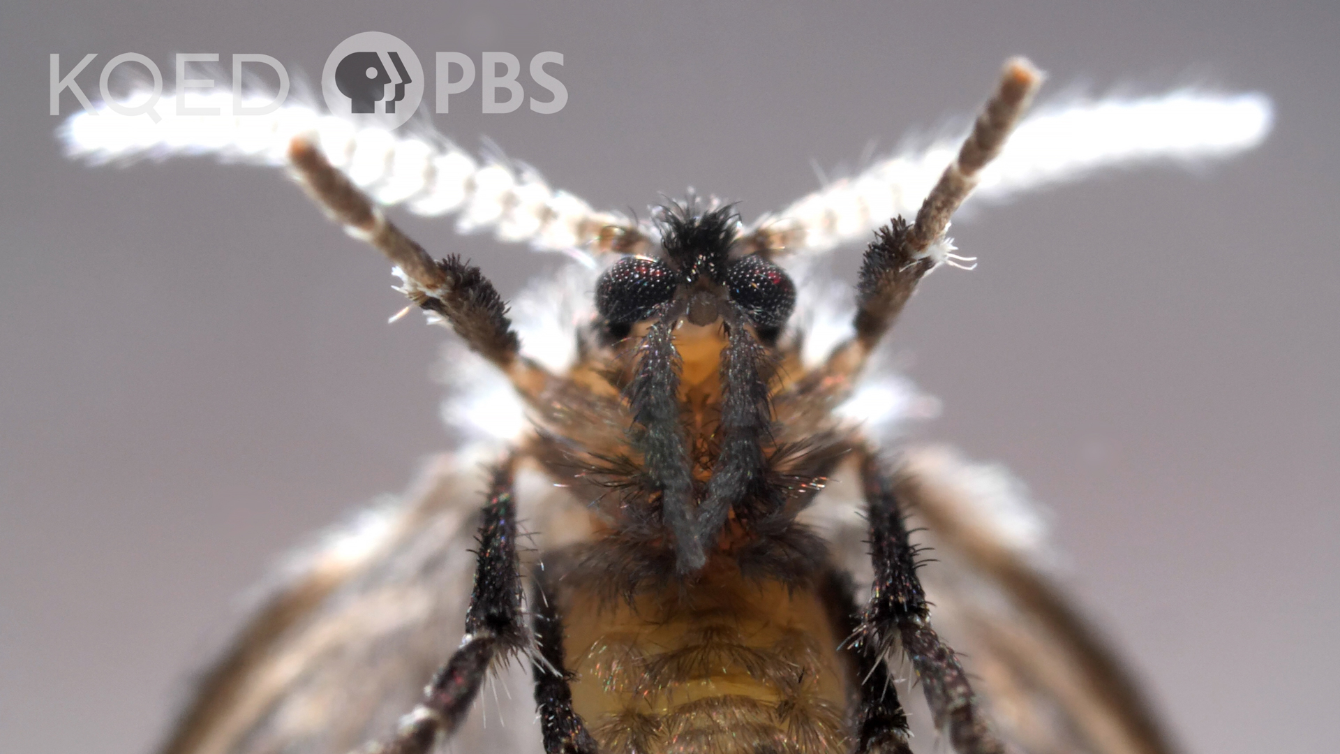 Ever wonder how those tiny, jumpy flies got onto your bathroom wall ...