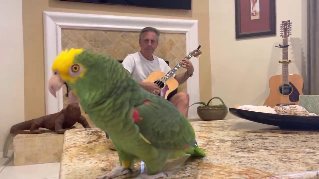 Here's an amazing rock singing Parrot & guitarist Tico & the Man Frank ...