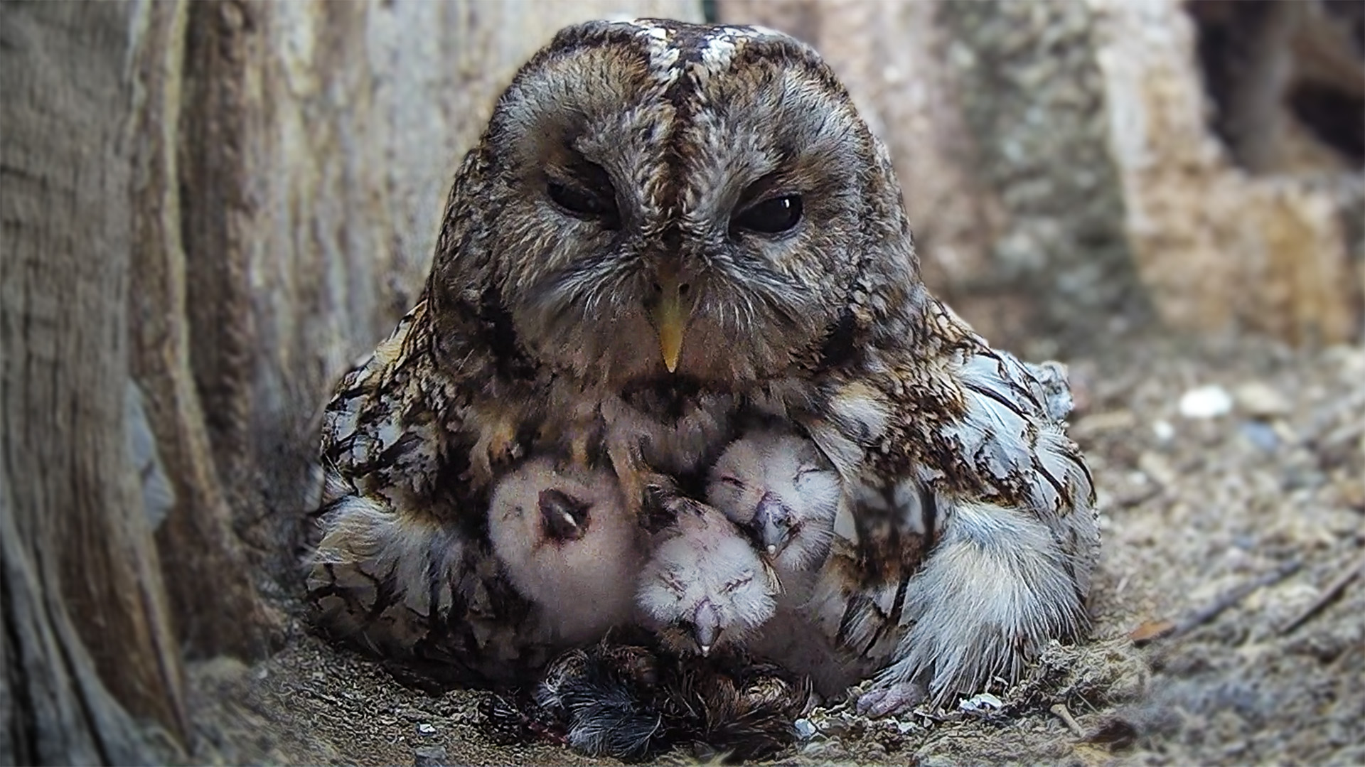 Tawny owls Luna & Bomber welcome three healthy chicks to their nest 🦉🐥 ...