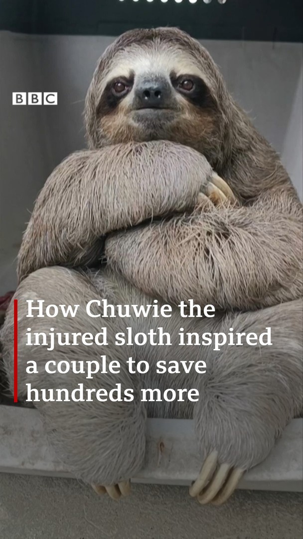 Meet Chuwie, the injured sloth who inspired a couple to save hundreds ...