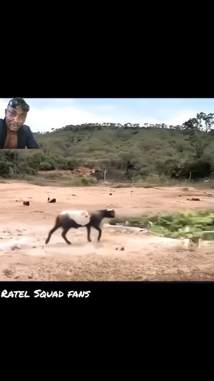 Goat fault a big 🐖...... #viralvideochallenge #animallover #goviral # ...