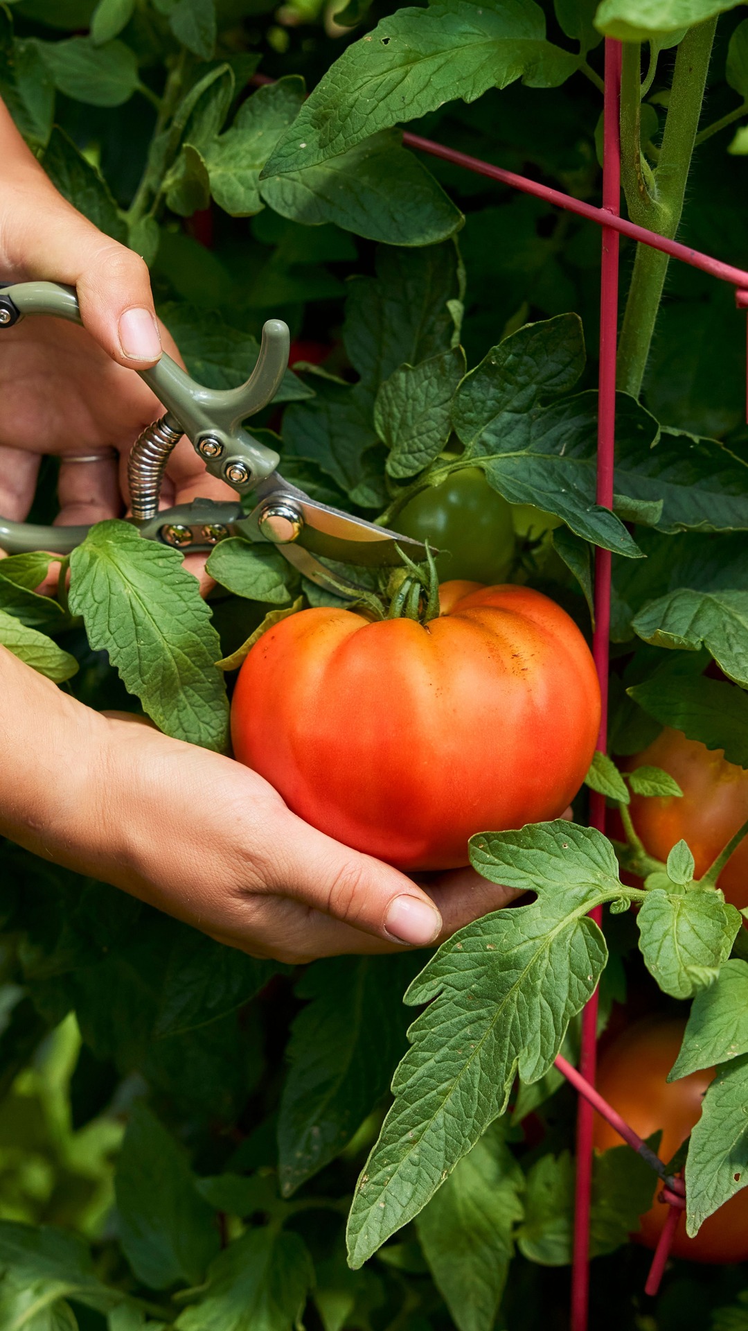 💪 NEW FOR 2025 : A tomato that can do it all - ‘SuperTom!’! 🍅 A Burpee ...