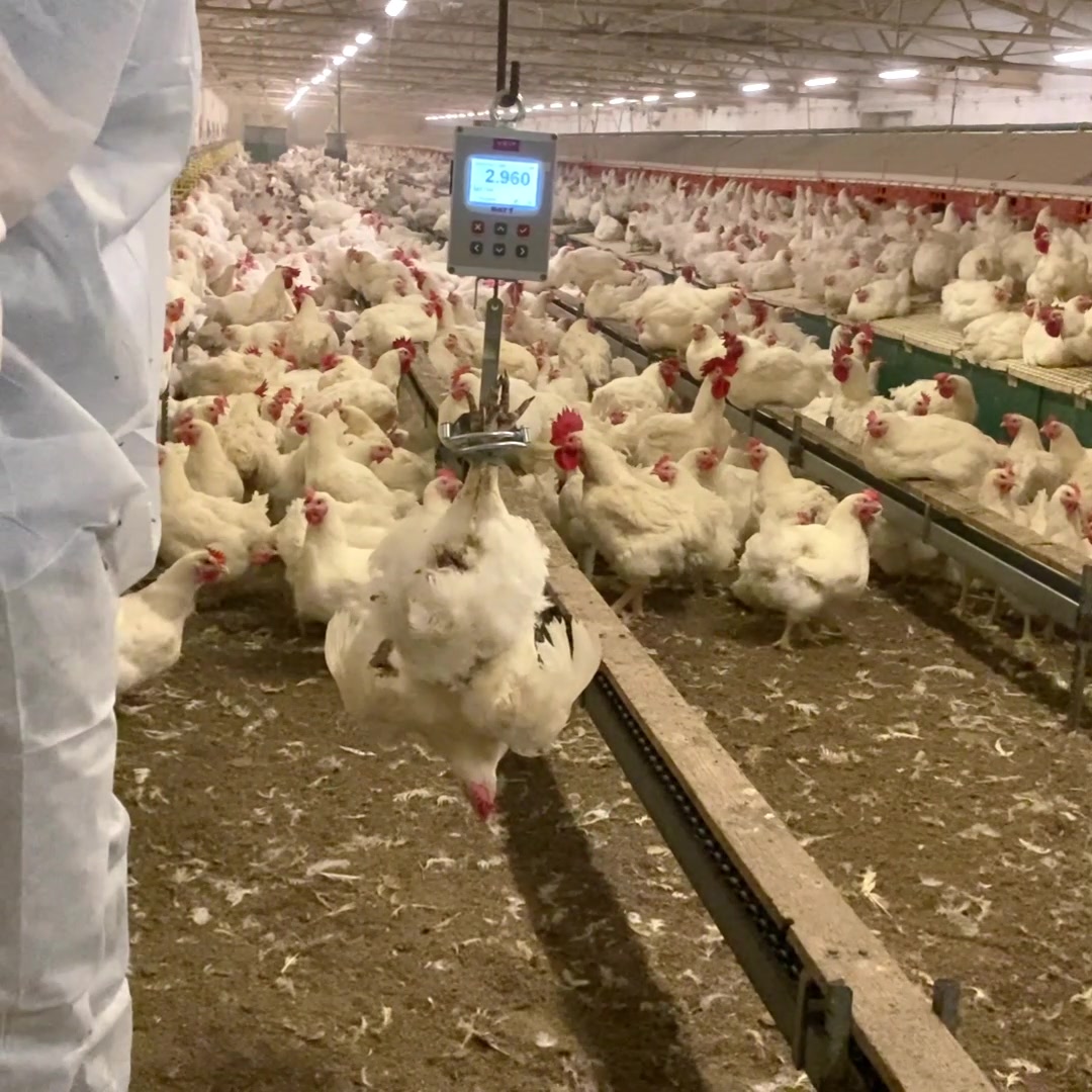 🐥 Bird weight data is very important for poultry farms. But the main ...