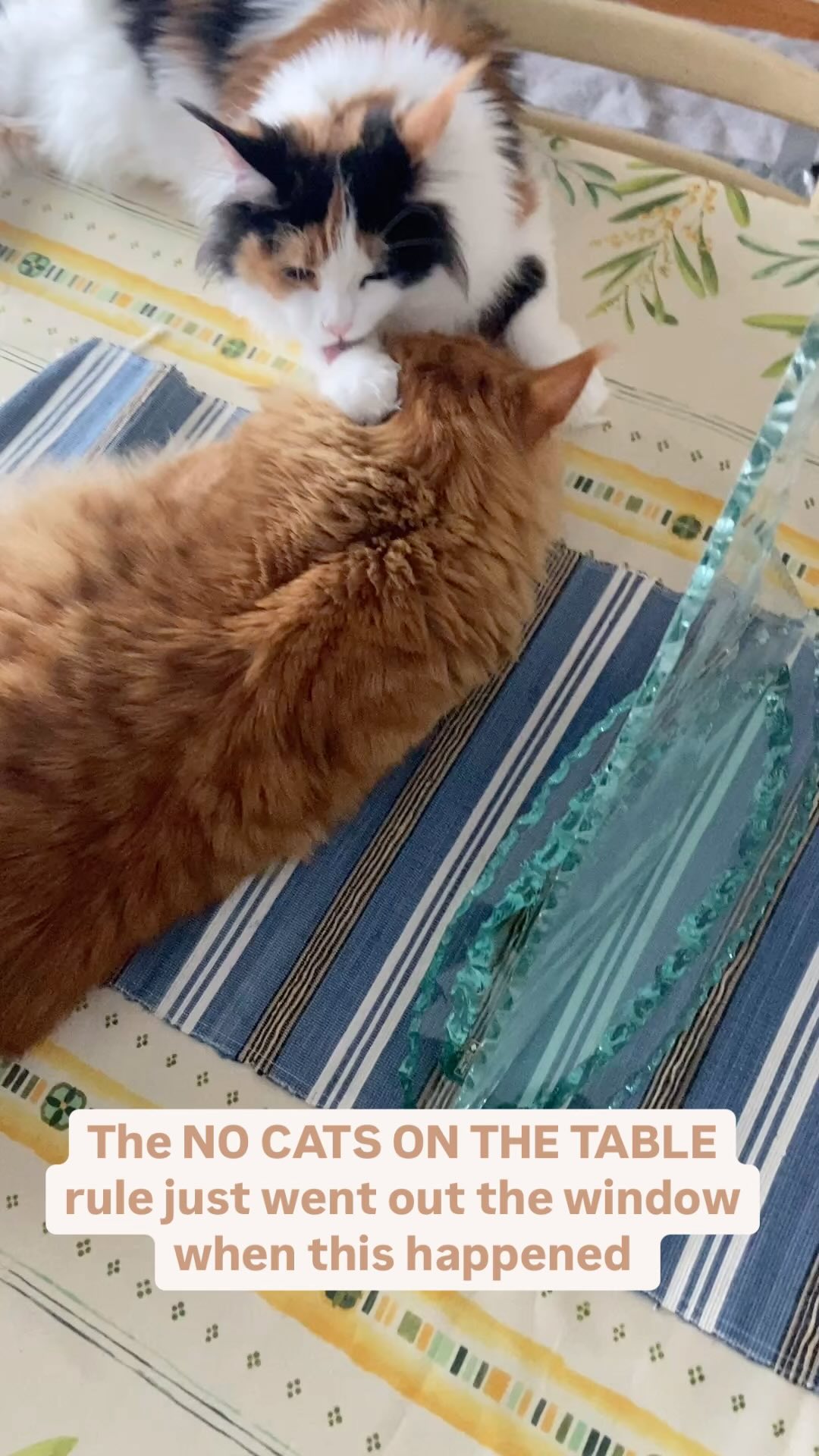 NO CATS ON THE TABLE rule fail 😹😹😹 #leoandbella #catlove # ...