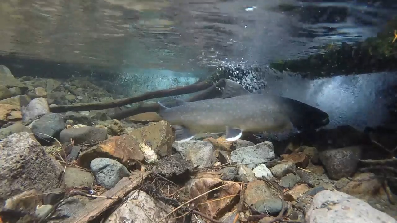 #WorldAquaticAnimalDay Mount Rainier National Park includes numerous ...