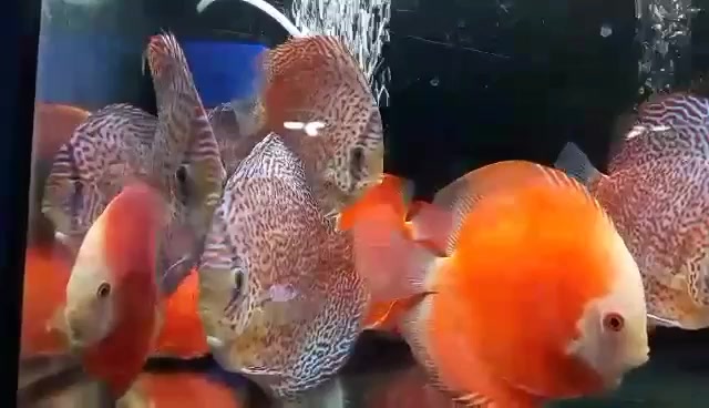 The BiG Fish Place Jr. - Cartimar | Pasay City