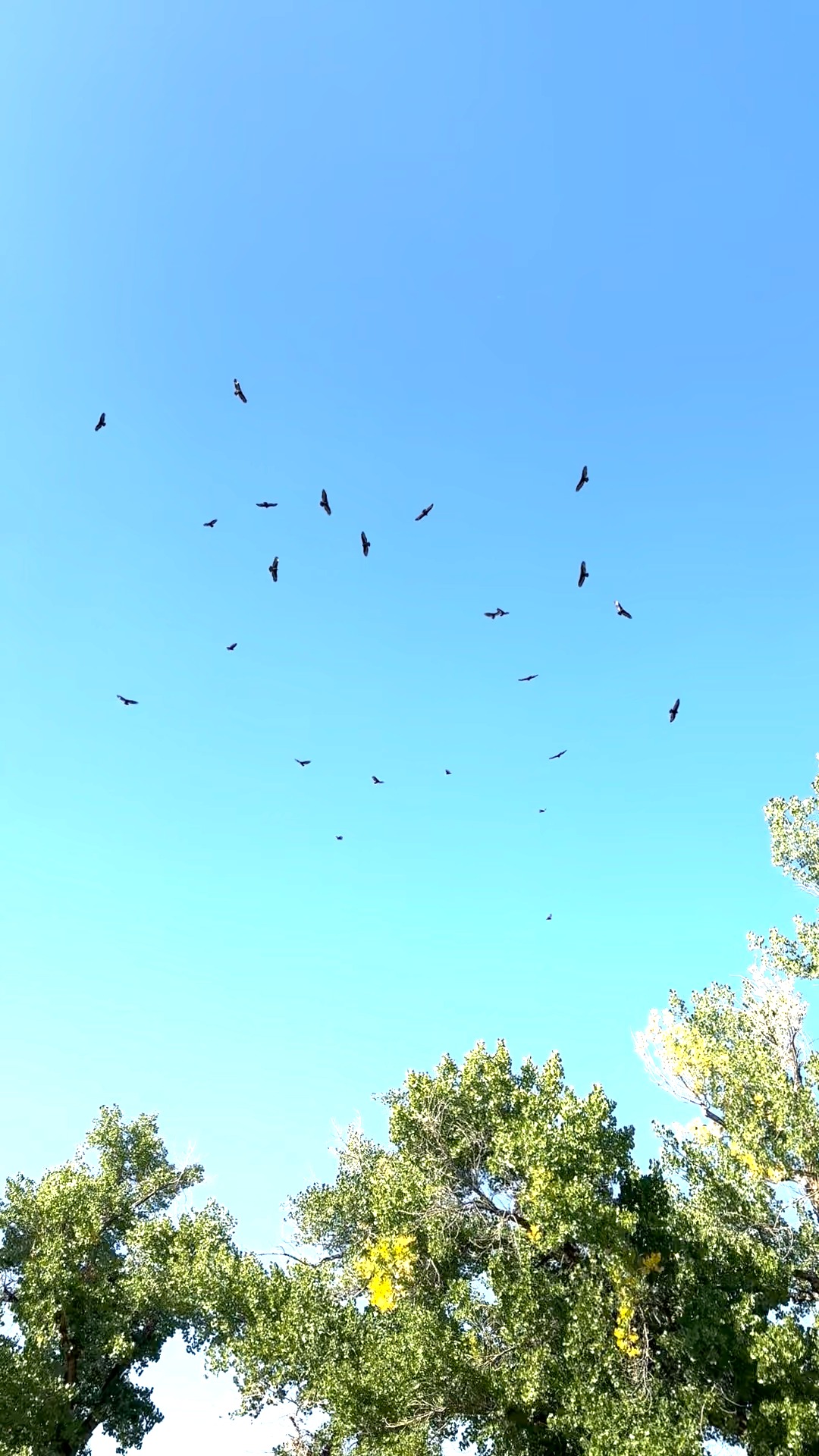 What do you call a group of vultures? A kettle! Don't worry, you didn't ...
