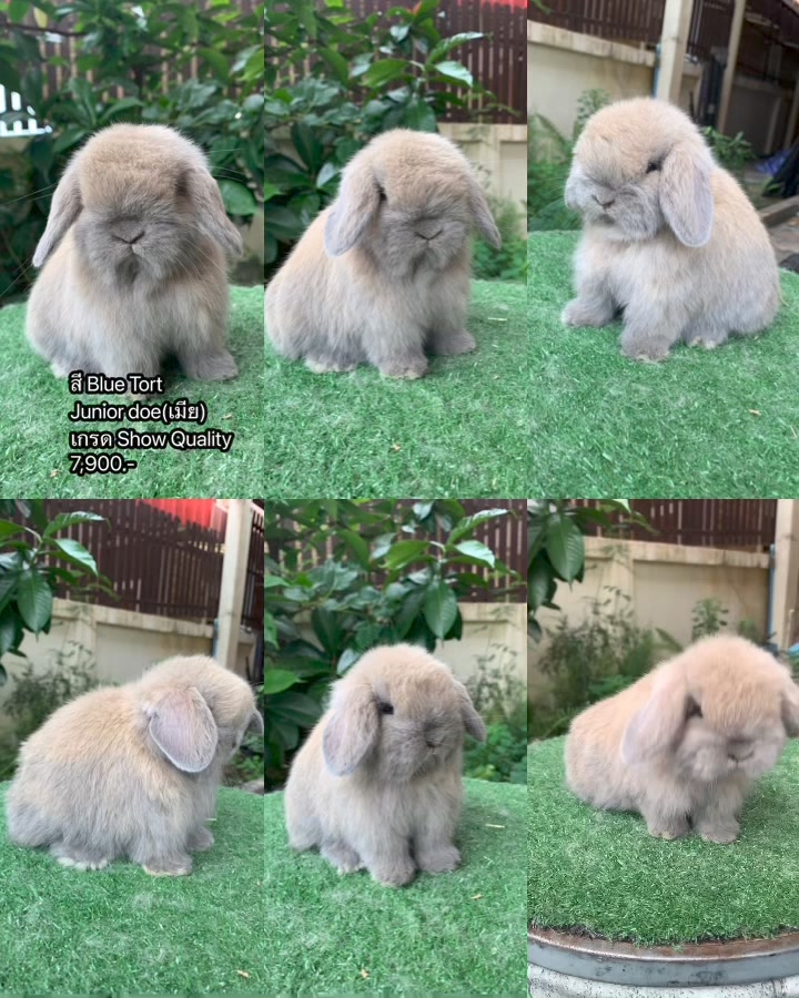 Rabbitry.loft88 - Farm