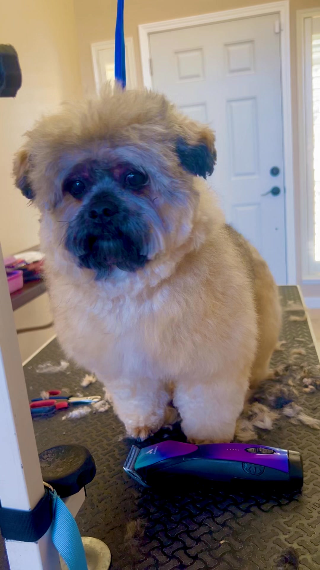 Fluffy Theo, mom and I love his fluffy look! So Auntie Rose worked her ...
