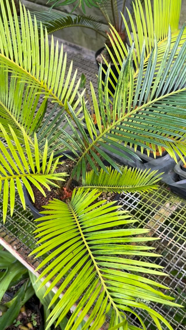 Cycas debaoensis ⁡ 本物のデバオとはなにか？ この個体は何か？ 定義