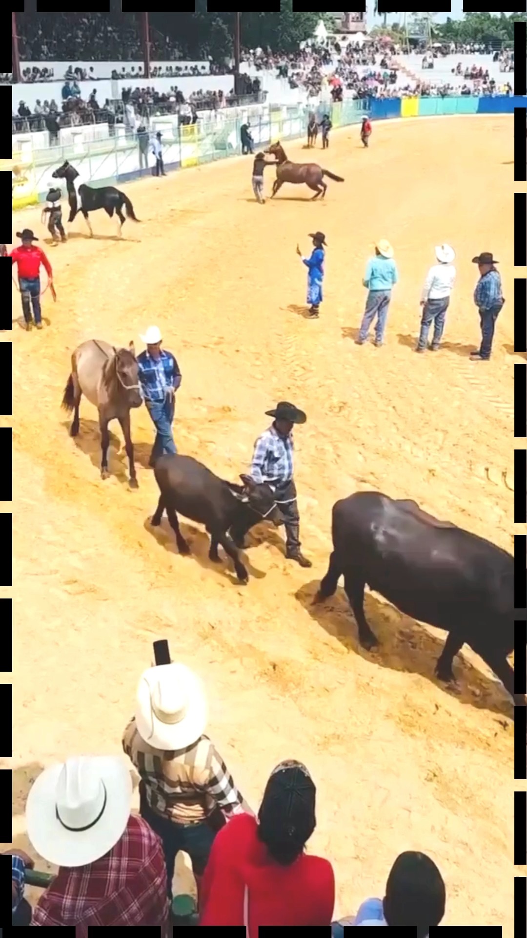 Ejemplares Quarter Horses y Pintos Cubanos en la Clausura de la Feria ...