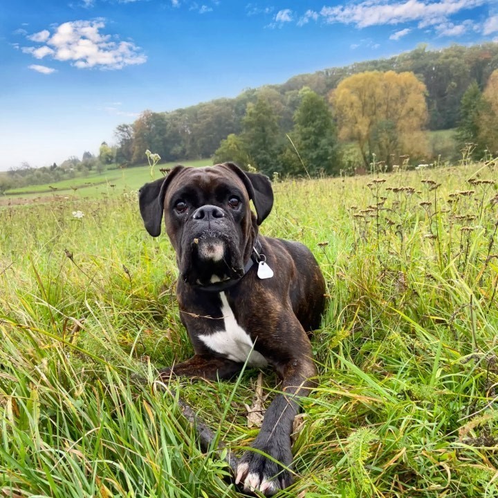 Große Runde durch den Wald 🌳 und übers Feld 🍄 und Herrchen hat mich ...
