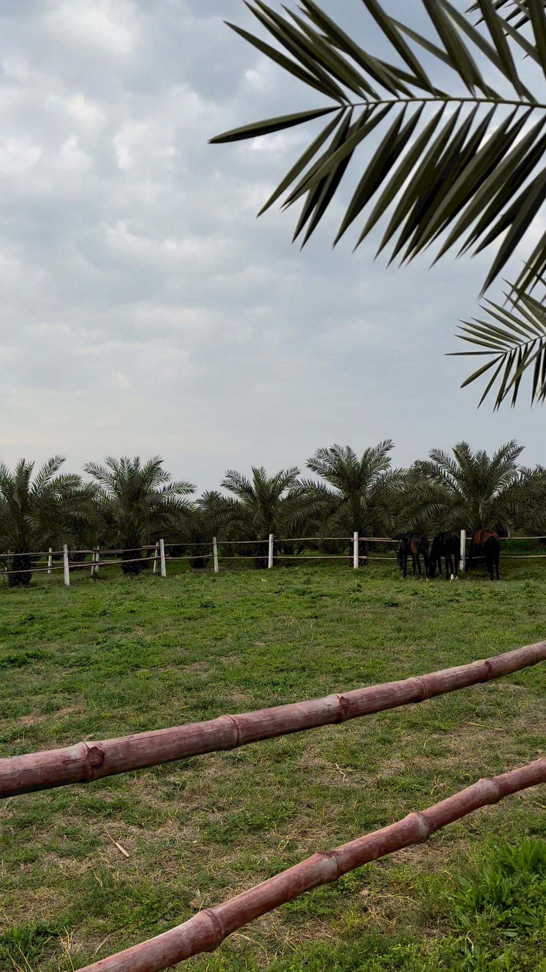 Alizai Stud Farm | Dera Ismail Khan