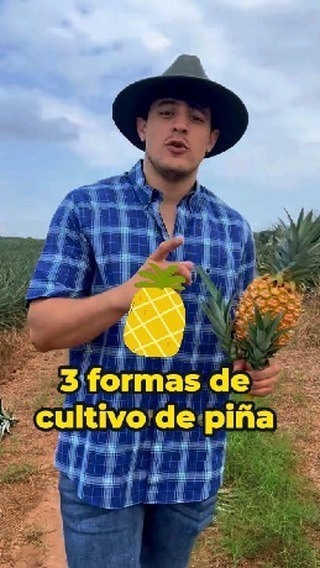 🤓🍍 ¿Sabías que hay tres tipos de cultivo de piña? Descubre los procesos ...