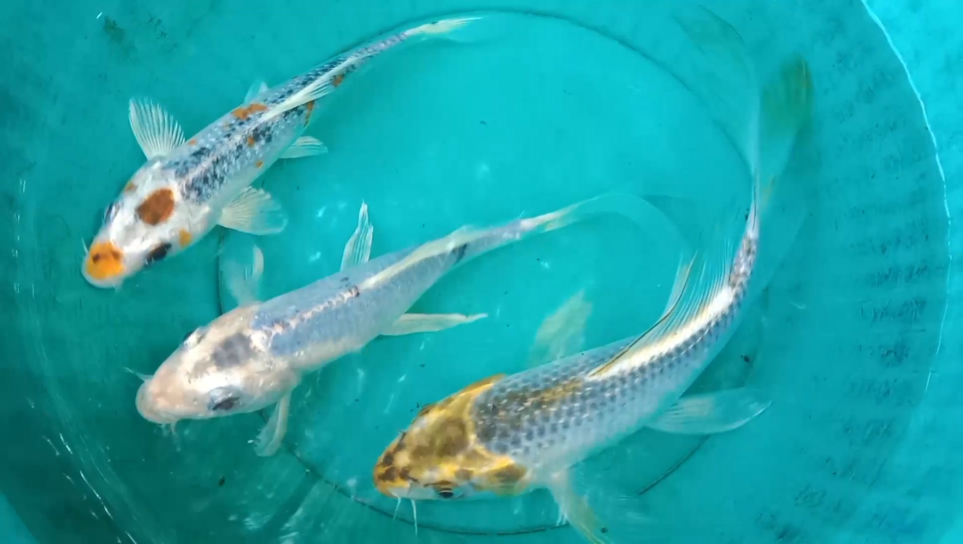 Jisan Fish Farm