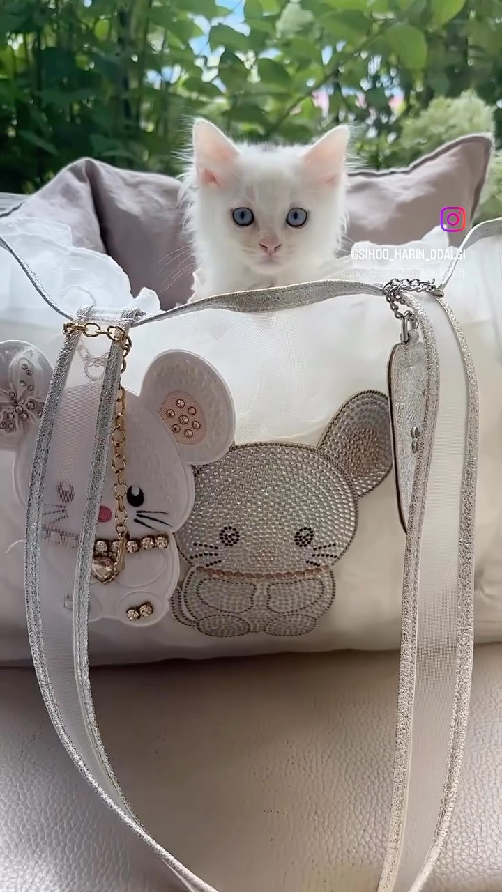 For Pets Only (@forpetsonly) - Photos | Facebook