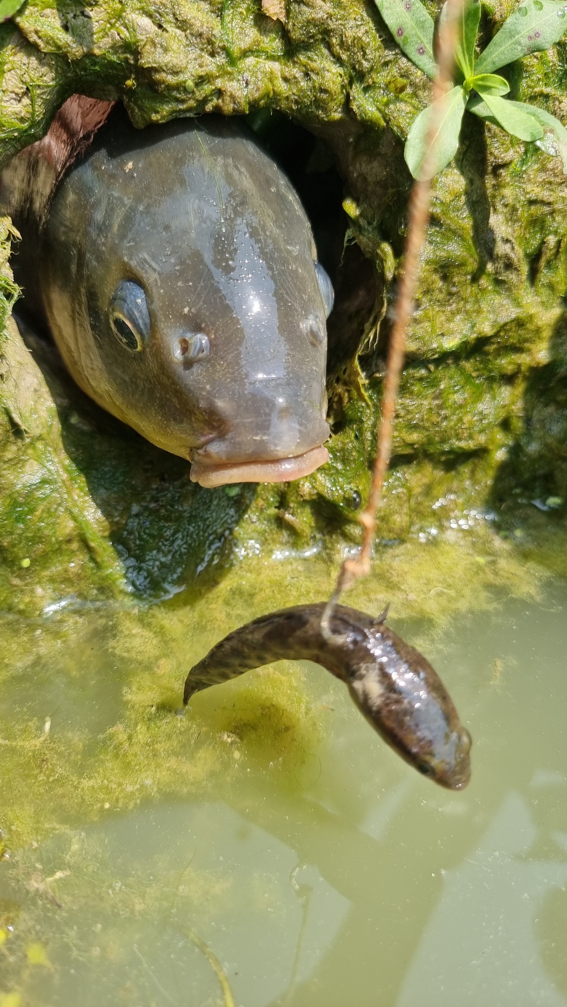Deep hole big golden fish come out #fishingtrip #video #reels ...