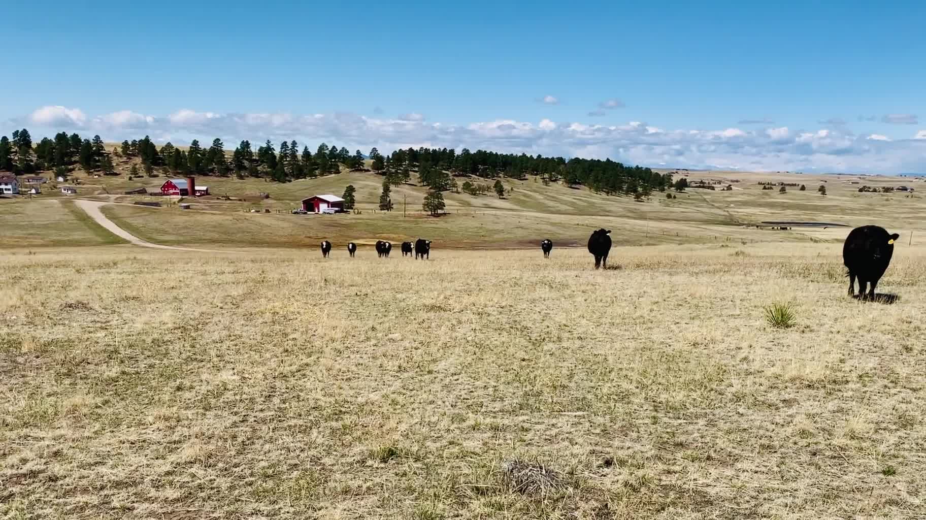 Lone Star Ranch | Elizabeth CO