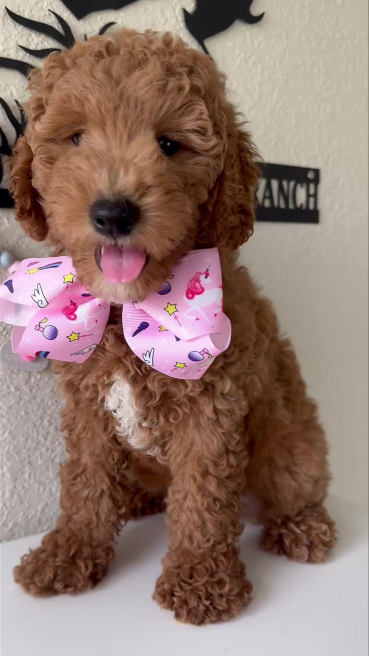 Goldendoodle poppy ranch | Kissimmee FL