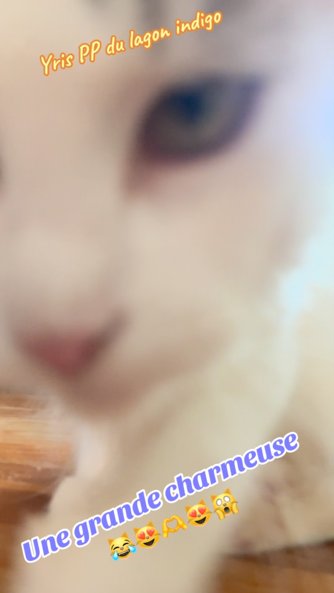 Ben quoi? Tu veux ma photo? 😹😹😻🫶😻 moi, je veux des câlins 😹😹😻💖😻😽😽# ...