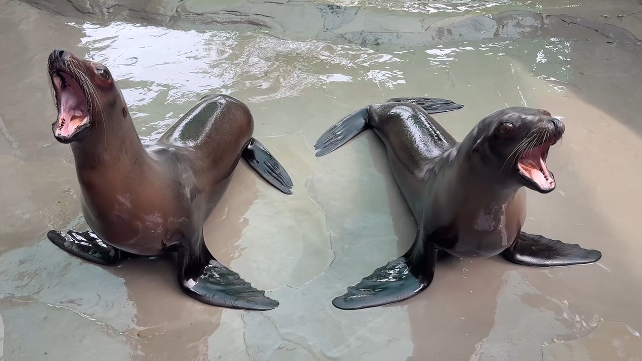Zoey and Roux are asking for you...to come to Audubon Zoo on May 30th ...