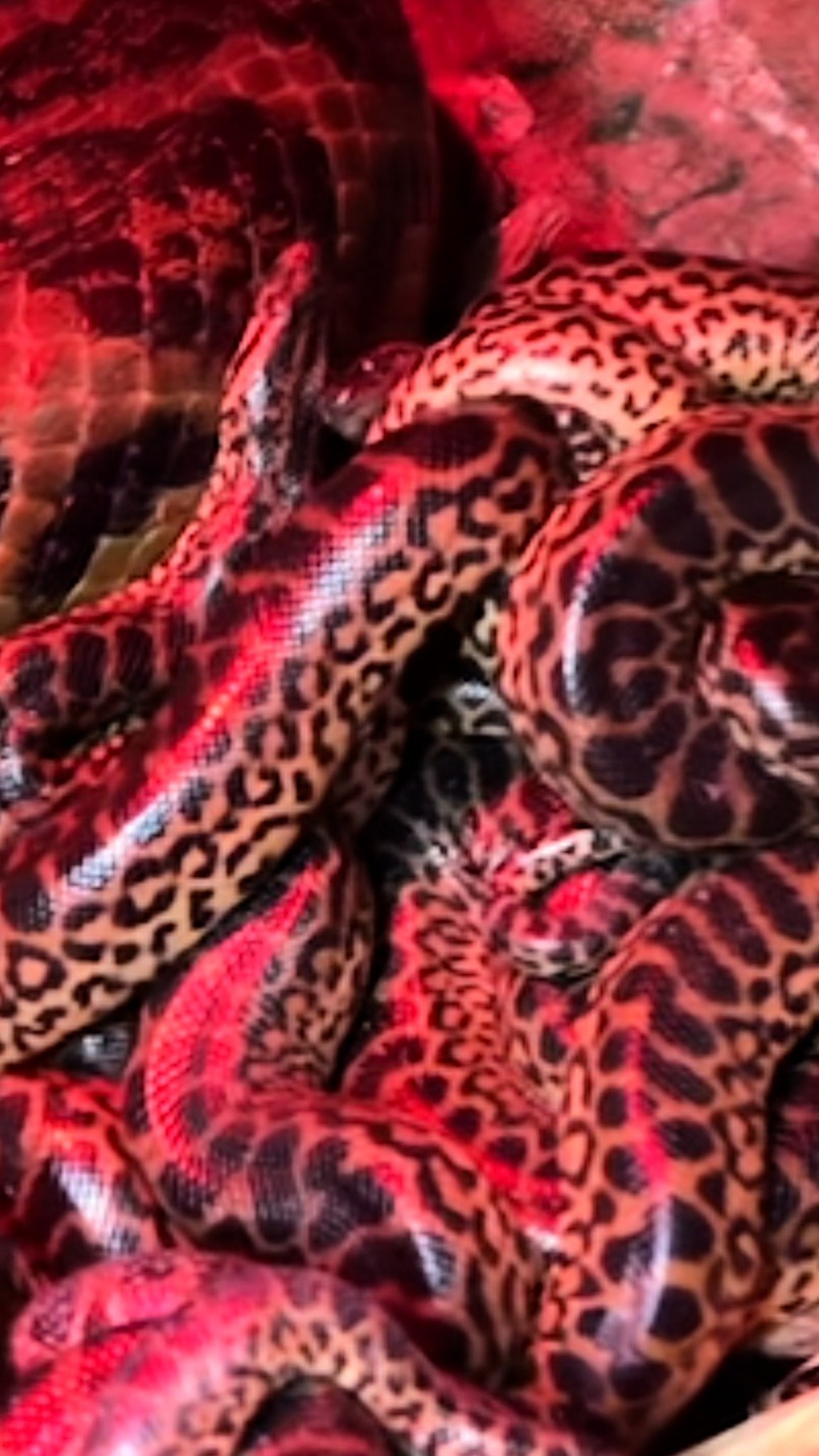 So what is the main difference between a boa and a python?🧐 They