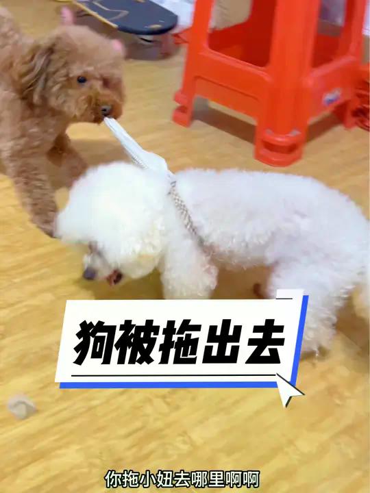 狗被拖出去#狗子成精了 #这狗怎么人模人样的 #狗狗的心思都写在脸上了 #动物的迷惑行为 #创作灵感 | 日常撸狗皮皮 | Facebook
