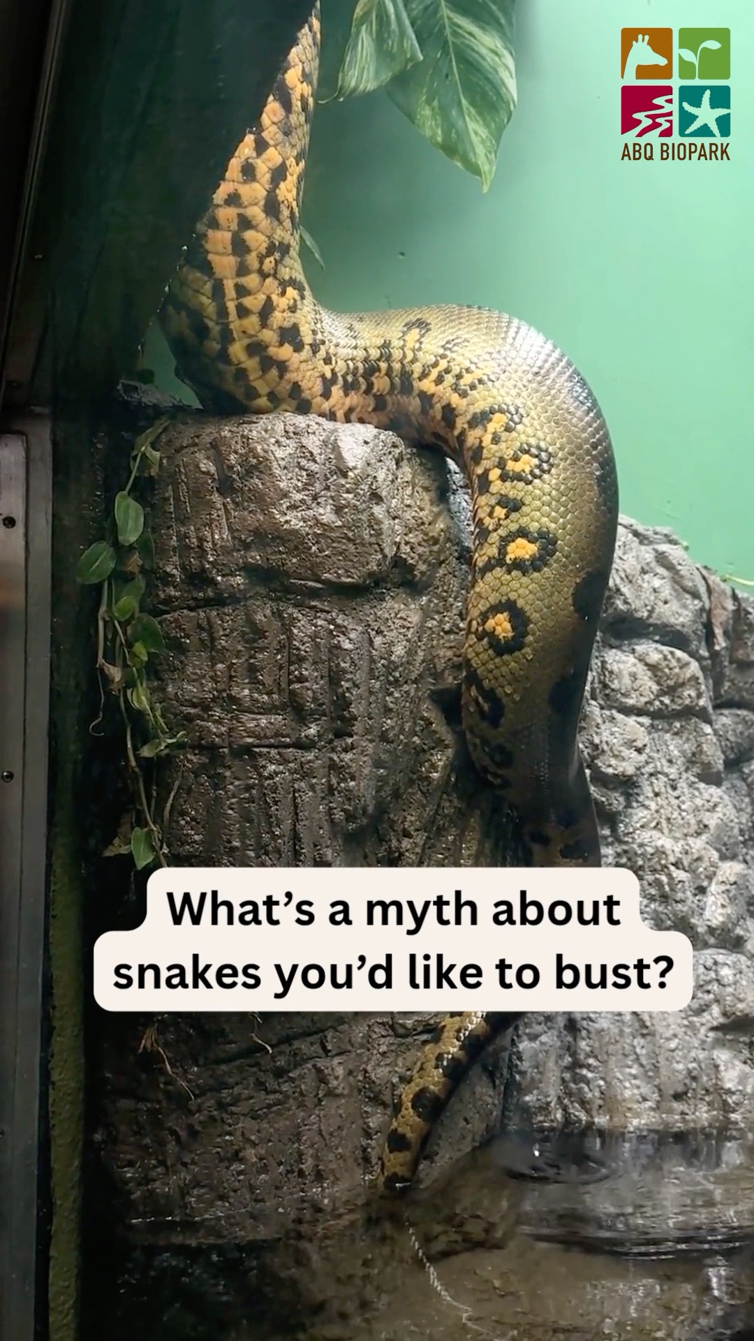 July 13 through 19 is now known as #SnakeWeek, so it's time to