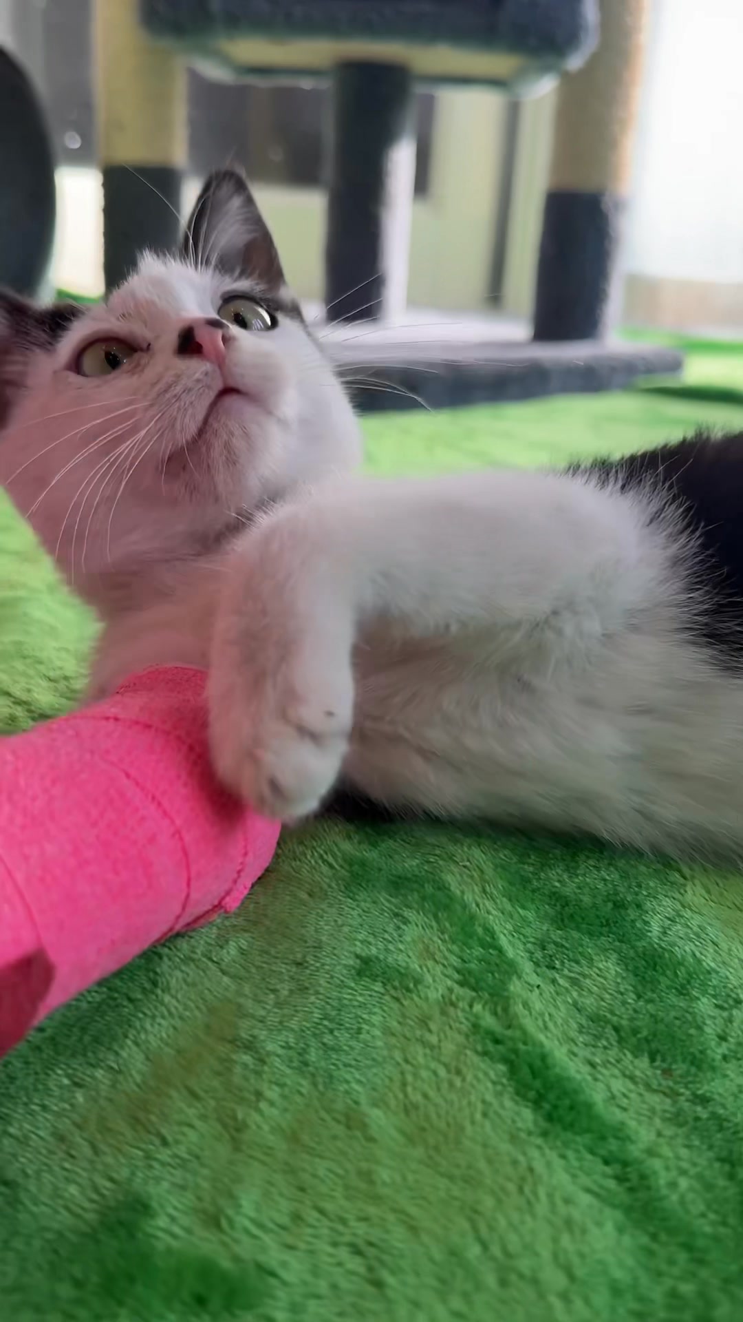 I guess you could say Piglet is feeling pretty good! 😅🩷 | Kitten
