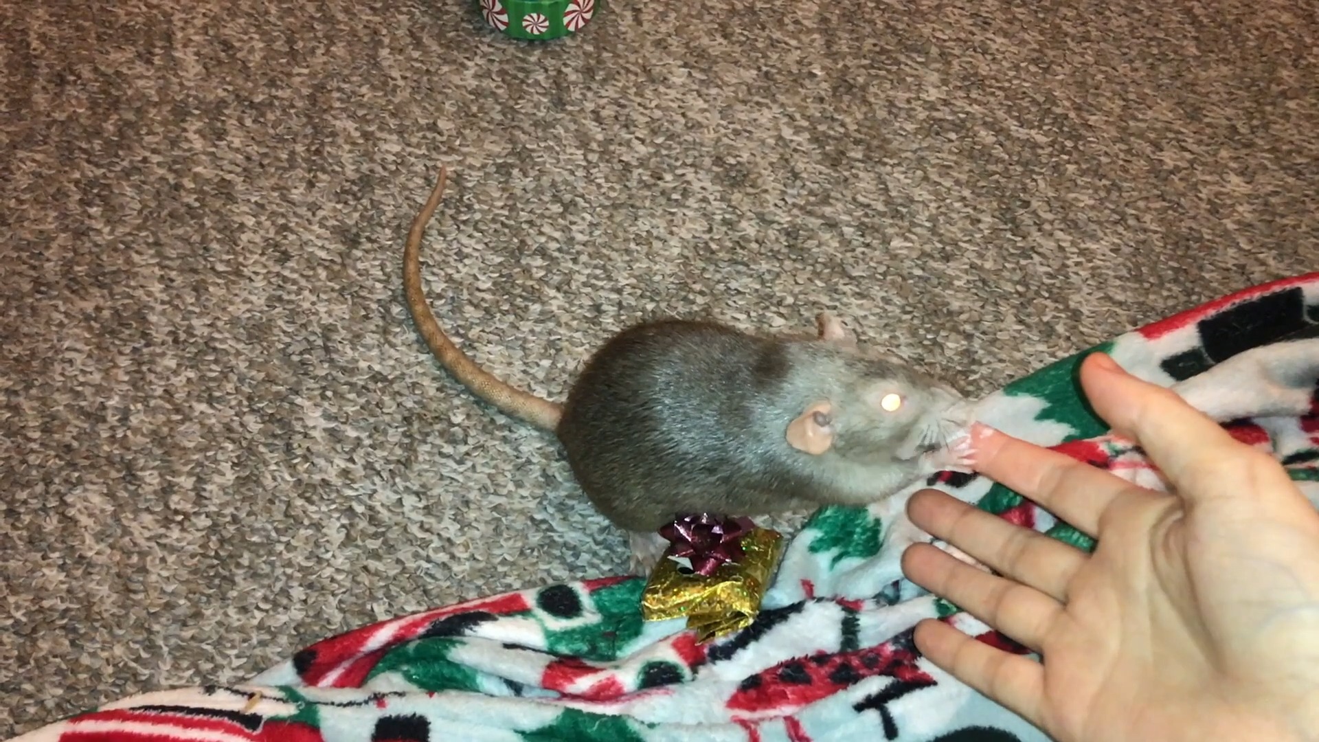Pickle doing her mail fetch trick! Pickle was one of the hardest rats I ...