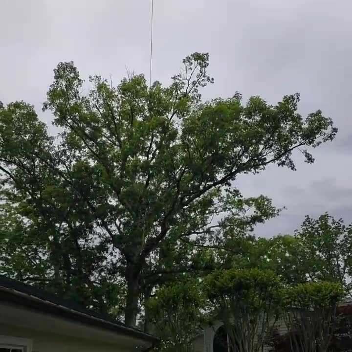 Oak removal in a tight spot today! | Chesapeake Tree Services | Facebook