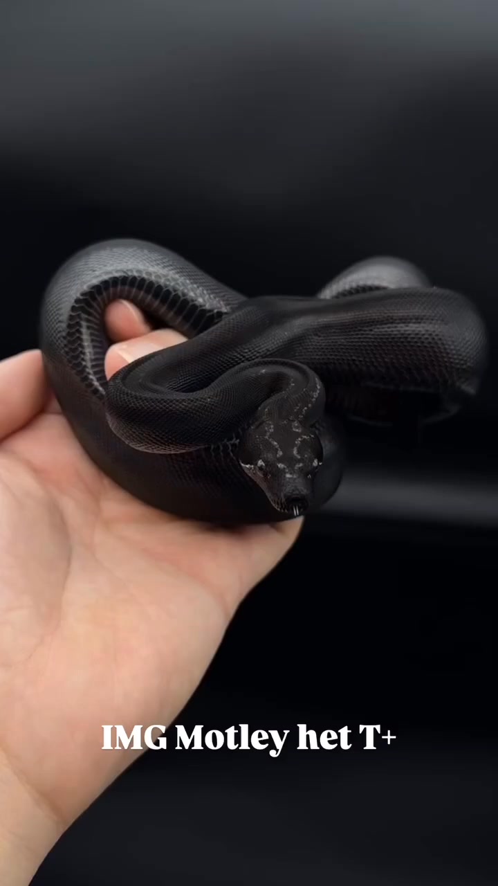 Magnifique boa full black. - #guafam #boa #boaimperator