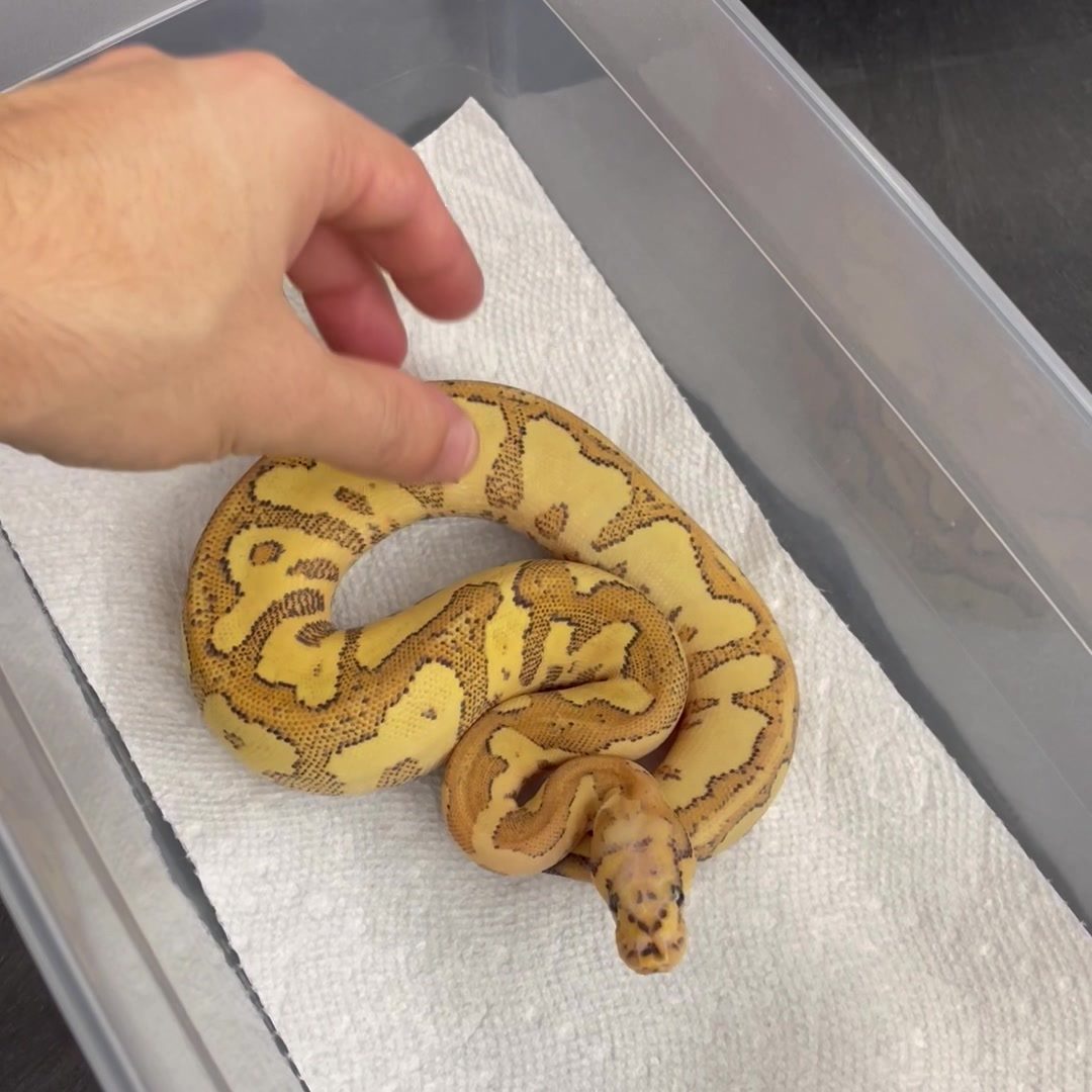 Kevin McCurley shows off some stunning baby ball pythons that he
