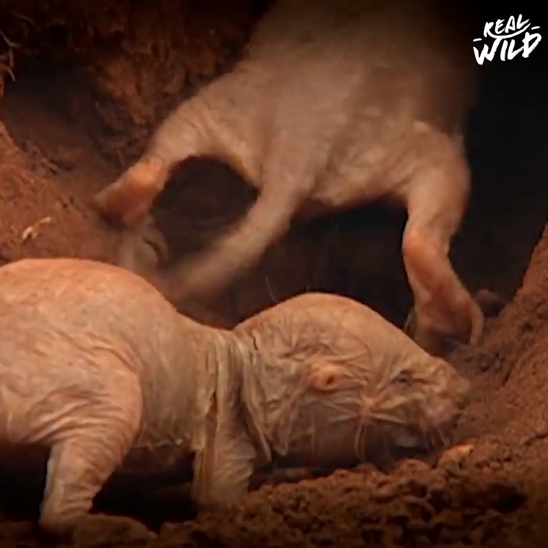 The Mammals That Behave Like Insects | The Naked Mole Rat | The mammals ...