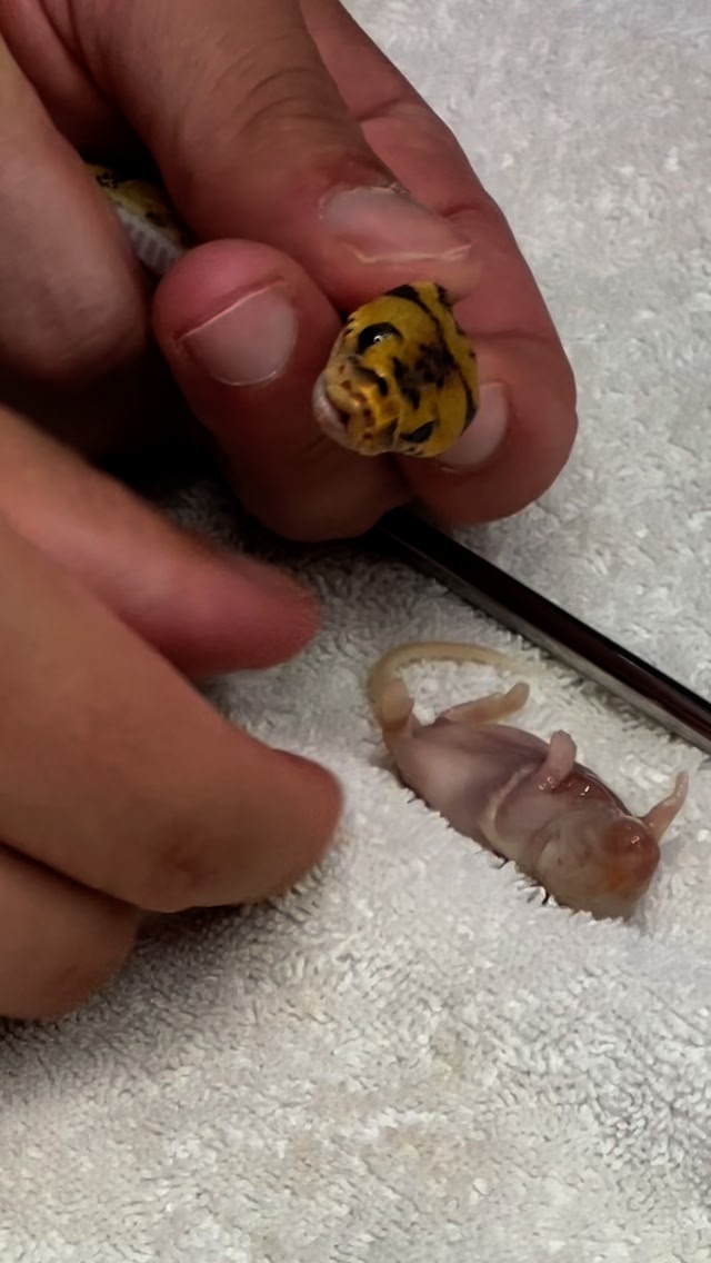 Visual Reference: Saving A Baby Snakes Life Assist Feeding Baby Ball Python