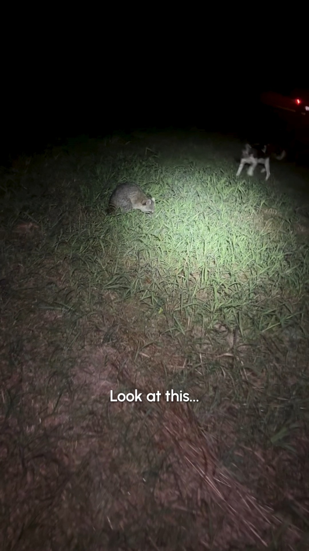 The dog didn't expect the raccoon to stand up for himself like he did ...
