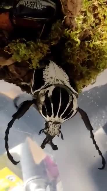 Rare.insects | Lyon
