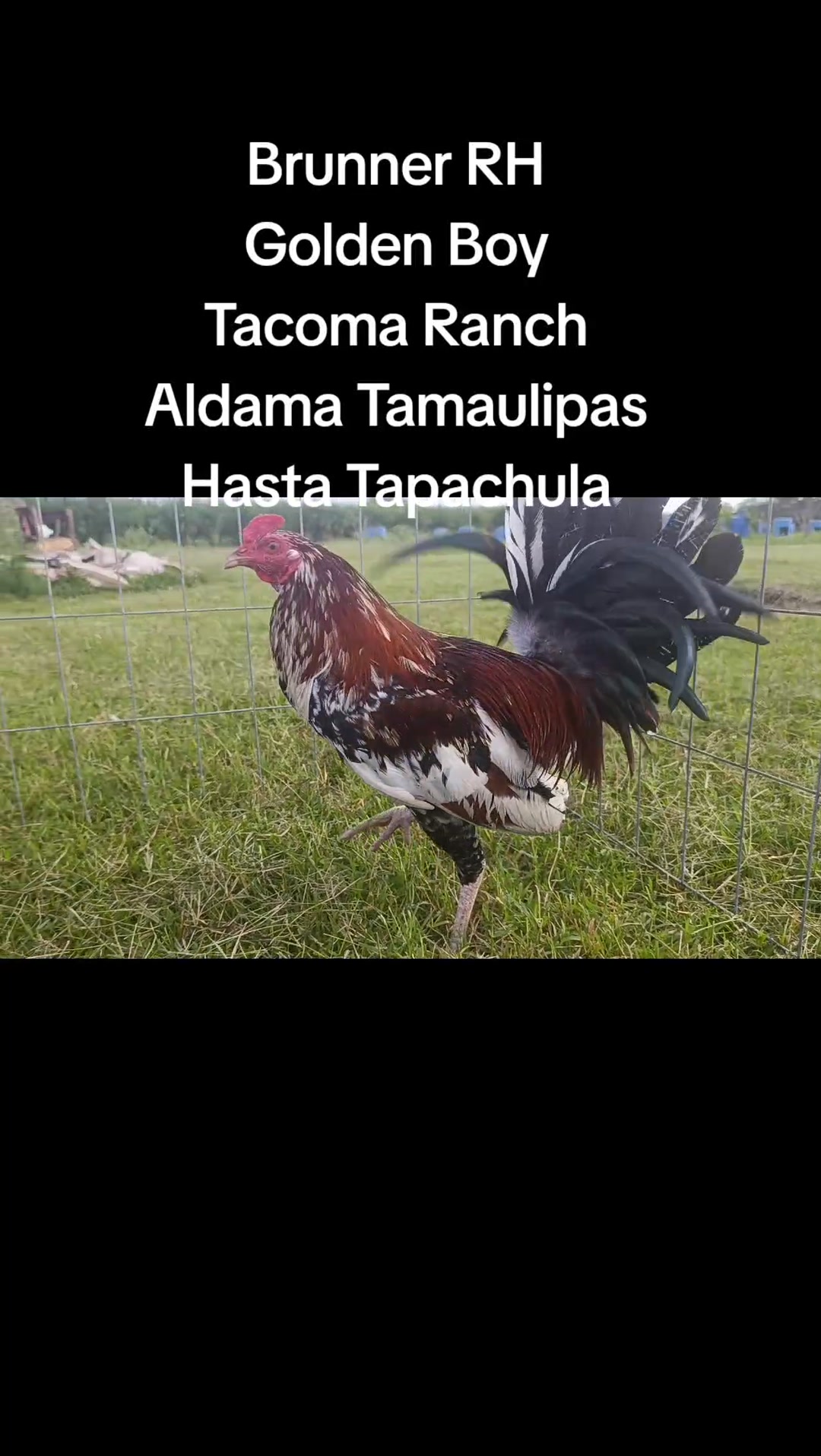 ️ | Aldama Tacoma Ranch | Facebook