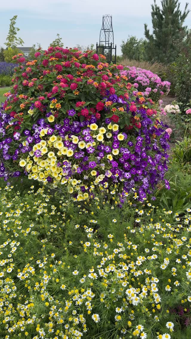 This container 😍 Luscious Berry Blend Lantana, Supertunia Tiara