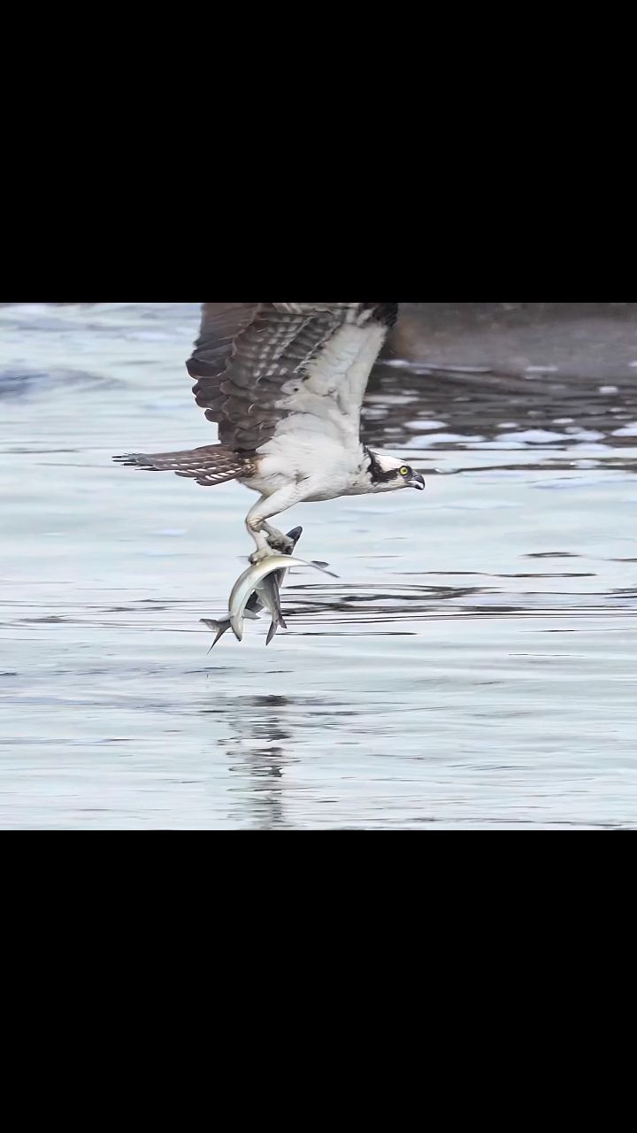Osprey with a triple catch but drops one !!! People that are not ...