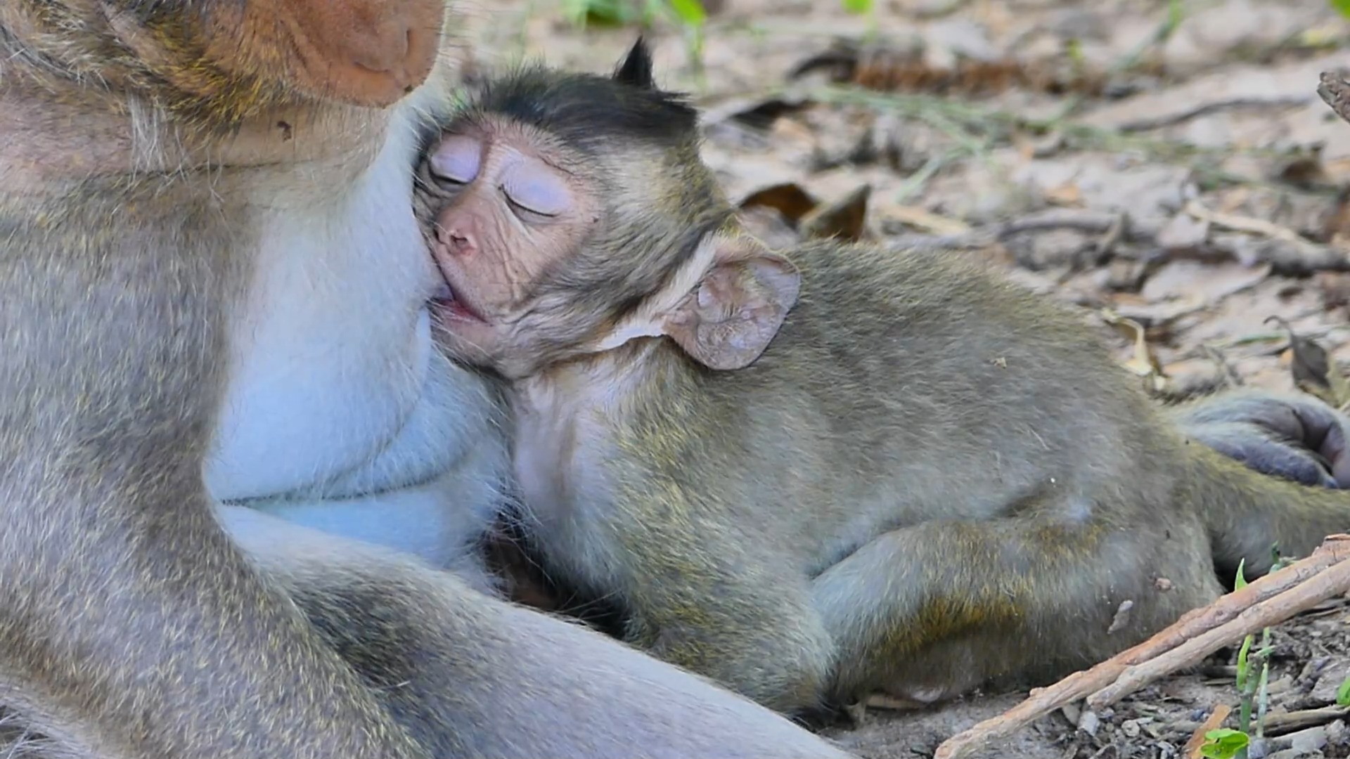 SO ADORABLE CUTEST JETT FALL SLEEP WELL DURING FEEDING MILK MOM ON ...