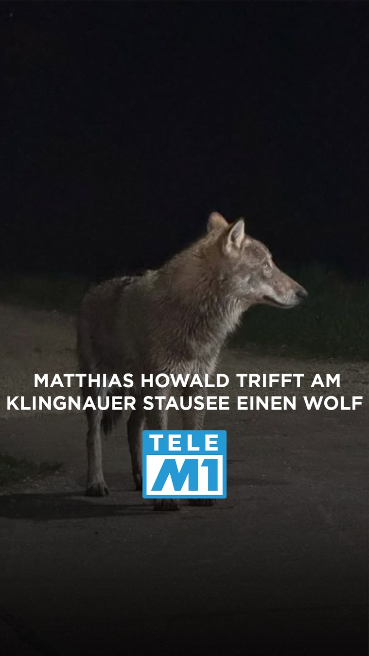 Unvergessliche Begegnung: Matthias Howald trifft am Klingnauer Stausee ...