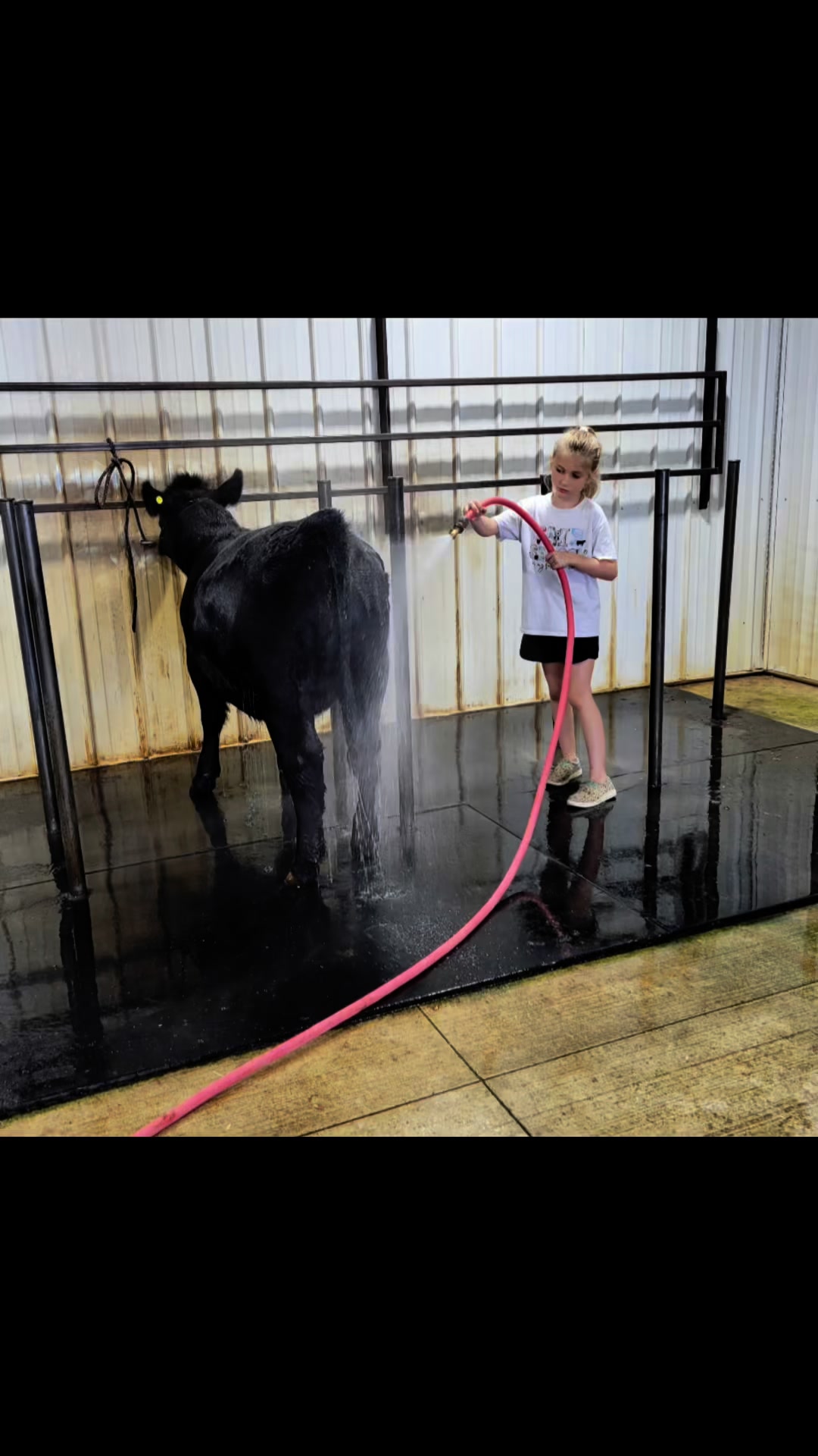 It’s behind the scenes in the show barn in the wash rack with the ...