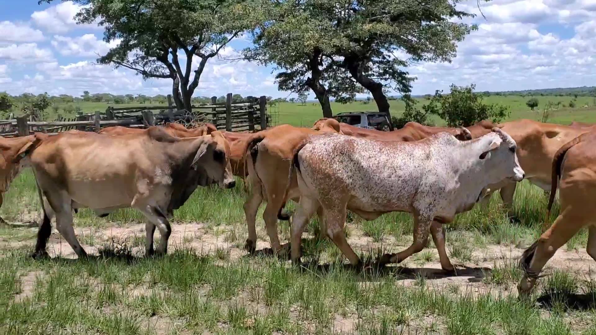 Maguta Cattle Ranch | Chikomba