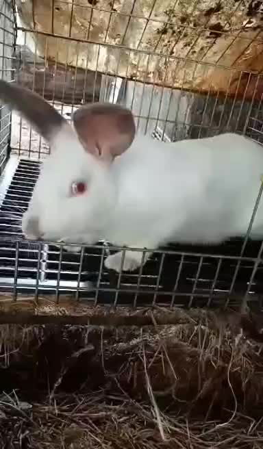 AC Rabbit Farm - AC Rabbit Farm added a new photo.