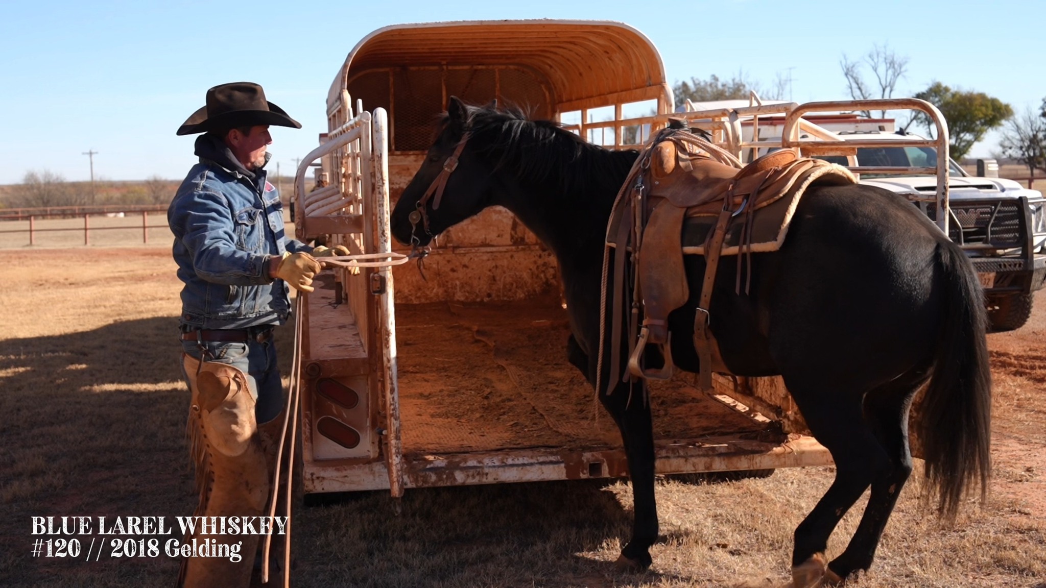 𝐁𝐥𝐮𝐞 𝐋𝐚𝐮𝐫𝐞𝐥 𝐖𝐡𝐢𝐬𝐤𝐞𝐲 // #𝟏𝟐𝟎 2018 Blue Roan Gelding Consigned by W.T ...