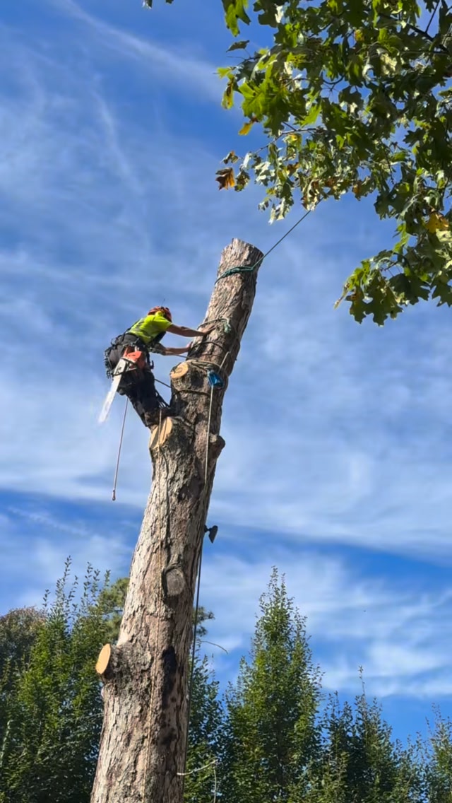 Floating some wood 🪵 • • #rigging #ropeaccess #trees #arboriculture # ...
