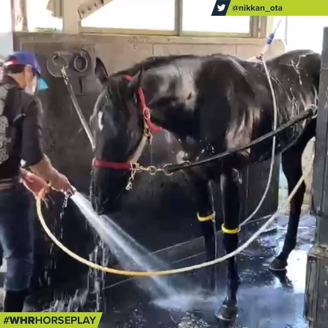CONTRAIL #コントレイル loves bath time 🛁🚿... - World Horse Racing | Facebook