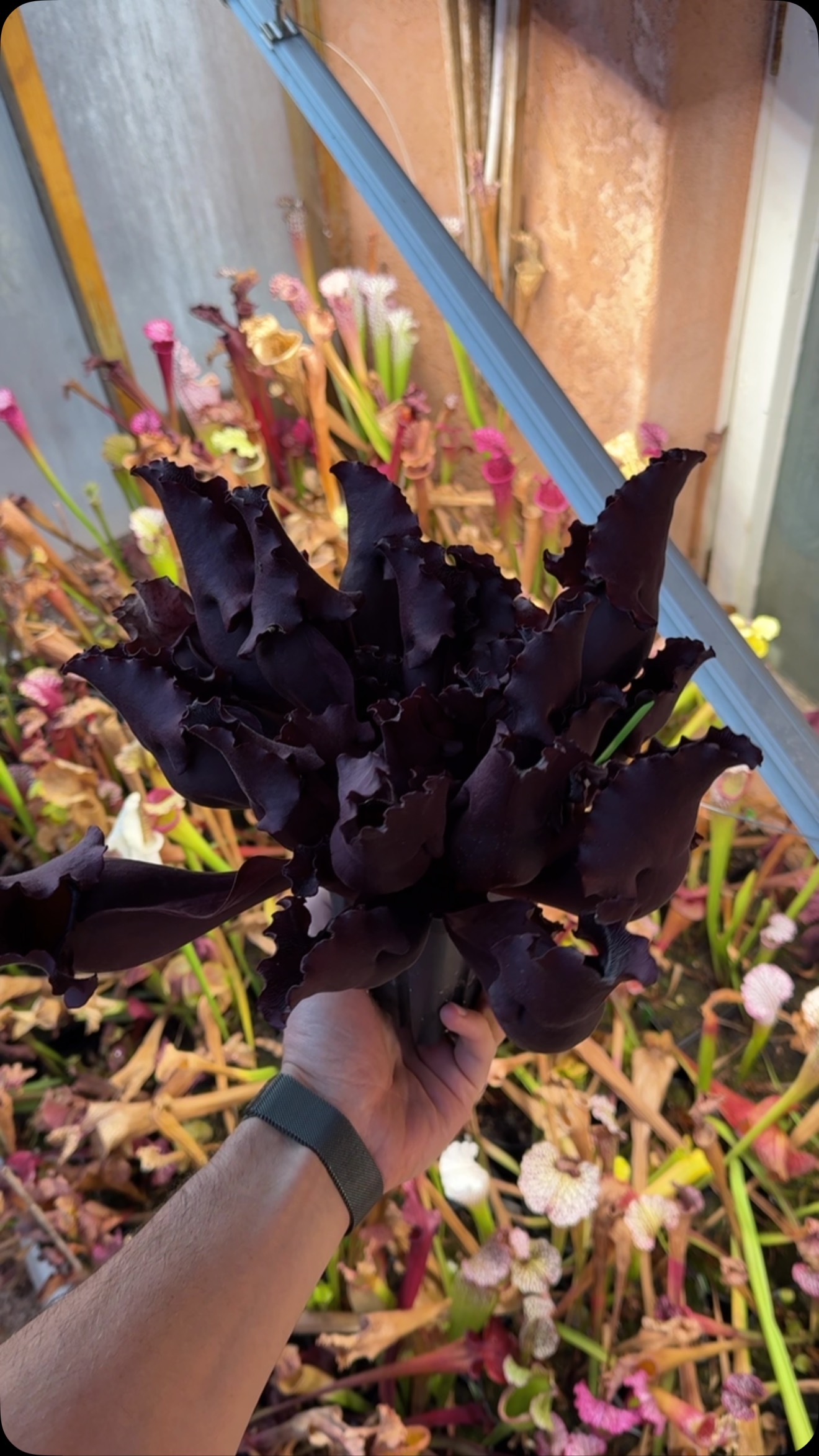 JH-106] Sarracenia purpurea ssp venosa Antho-free F2 RC x